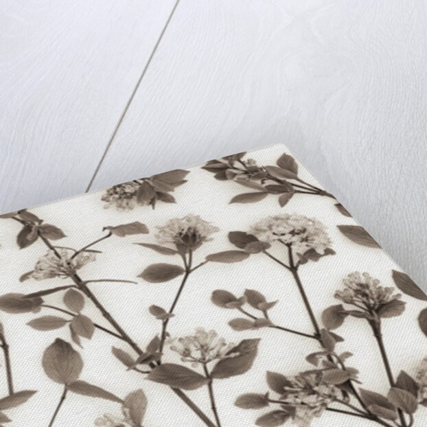 Viburnum Juddii flowers by Assaf Frank